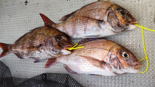 マダイの釣果