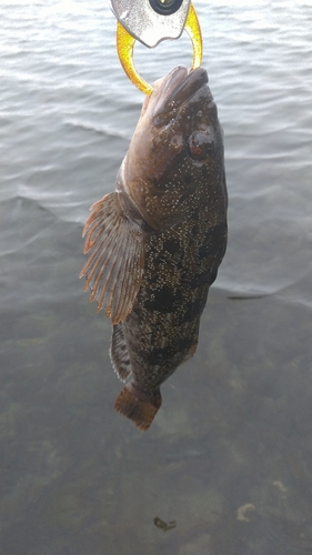 アイナメの釣果