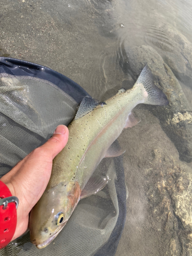 ニジマスの釣果