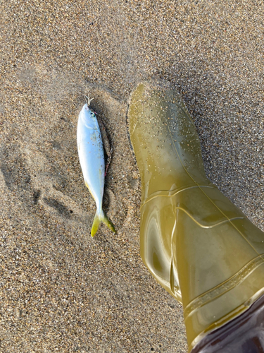 ワカシの釣果