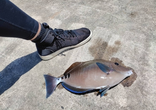 サンノジの釣果