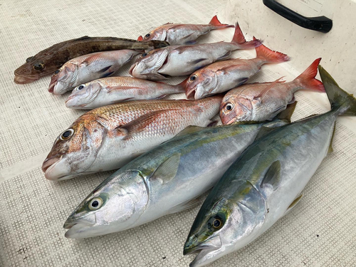 タイの釣果