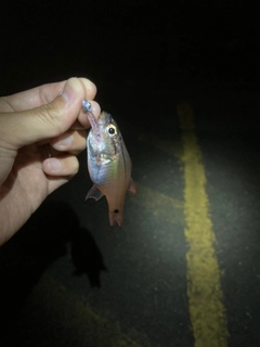 ネンブツダイの釣果