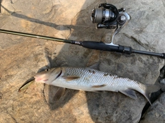 ニゴイの釣果