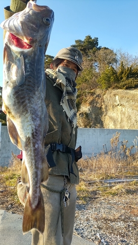 マダラの釣果