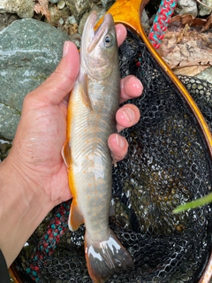 ヤマトイワナの釣果