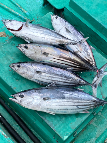 カツオの釣果