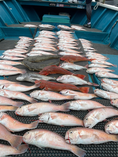 シロアマダイの釣果