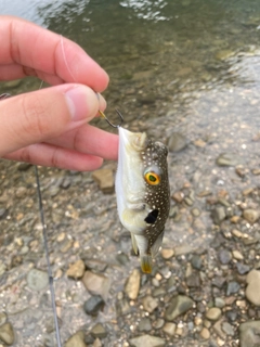 クサフグの釣果