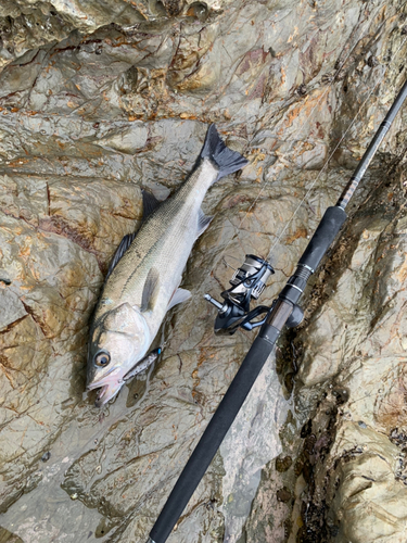 マルスズキの釣果