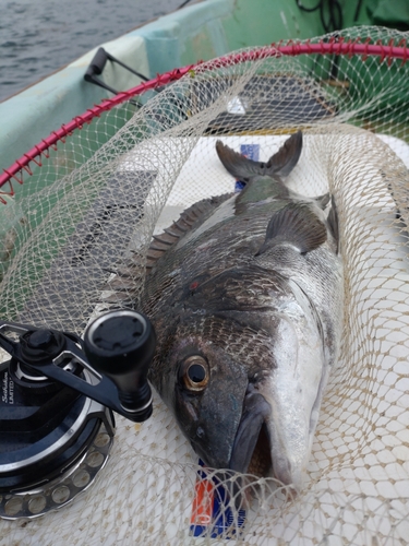 チヌの釣果