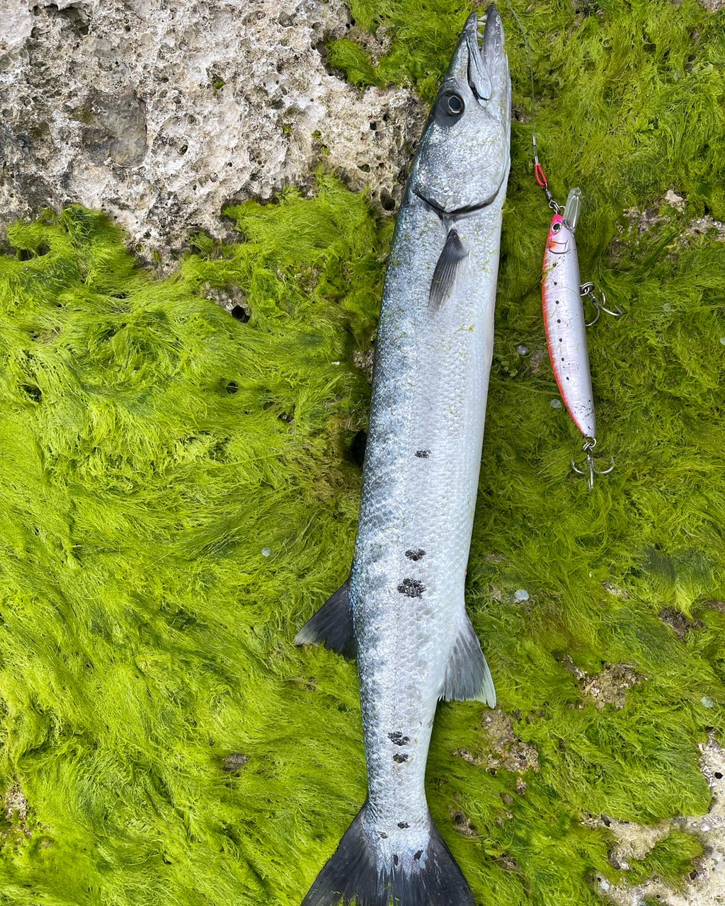 オニカマス