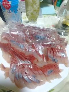 ハマチの釣果