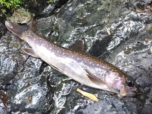 イワナの釣果