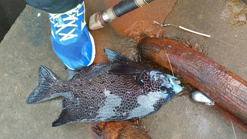 イシガキダイの釣果