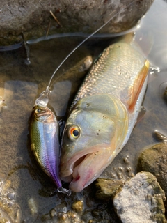 ハスの釣果