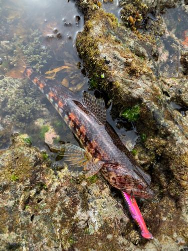 アカエソの釣果