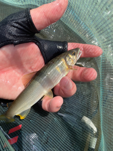 アユの釣果