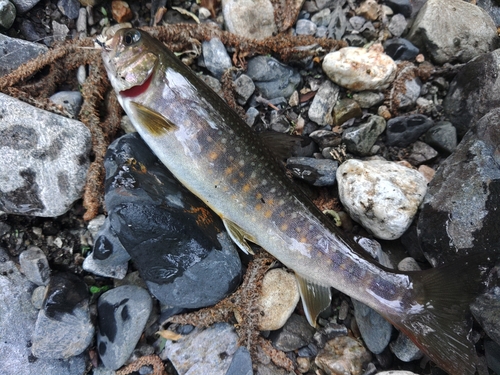 イワナの釣果