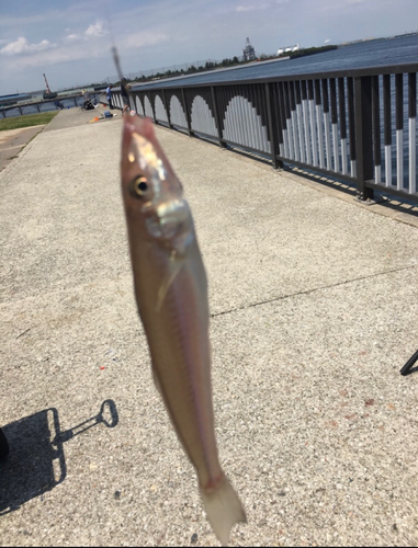 キスの釣果