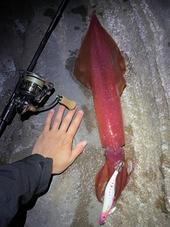 ケンサキイカの釣果