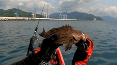 オオモンハタの釣果