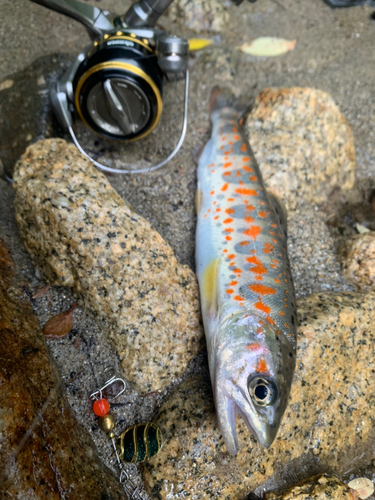 イワナの釣果