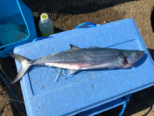 サゴシの釣果