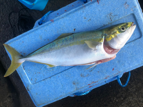 ツバスの釣果