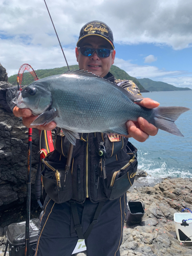 オナガグレの釣果