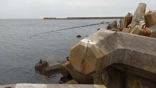 イシガキダイの釣果