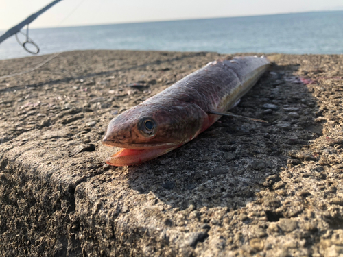 エソの釣果