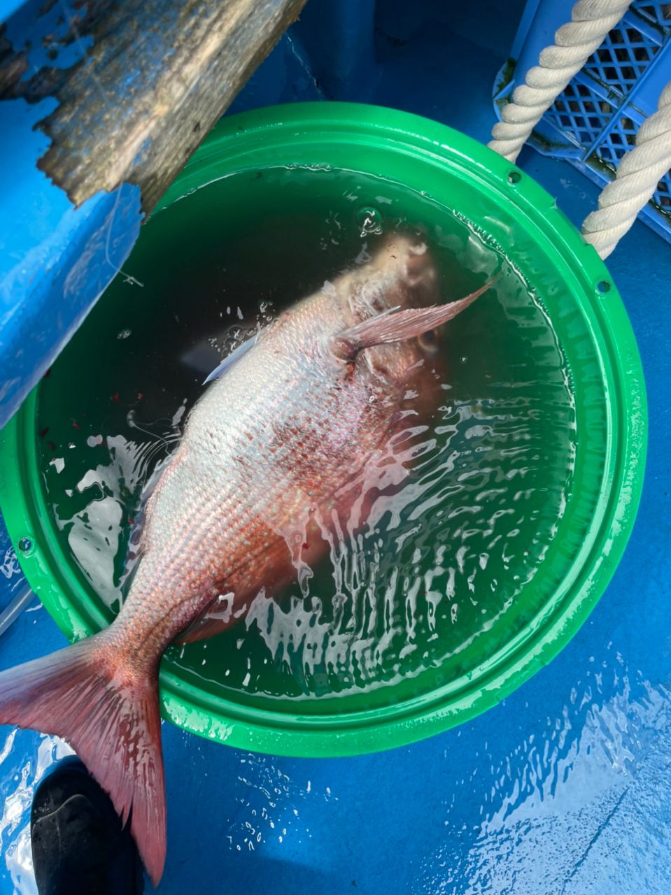 AI  Anglerさんの釣果 2枚目の画像