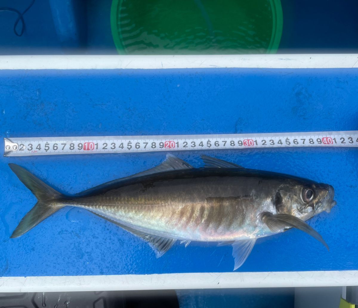 AI  Anglerさんの釣果 3枚目の画像