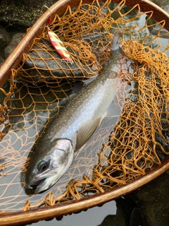 ミヤベイワナの釣果