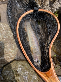 ニッコウイワナの釣果