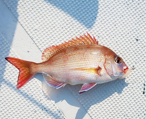 マダイの釣果