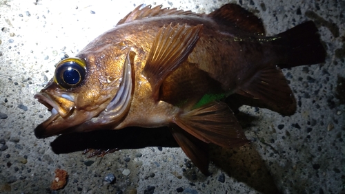 メバルの釣果