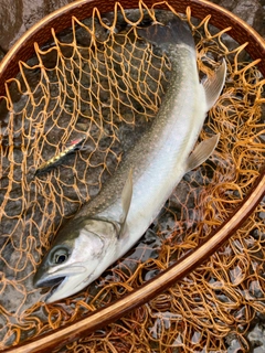 ミヤベイワナの釣果