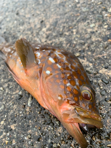 キジハタの釣果