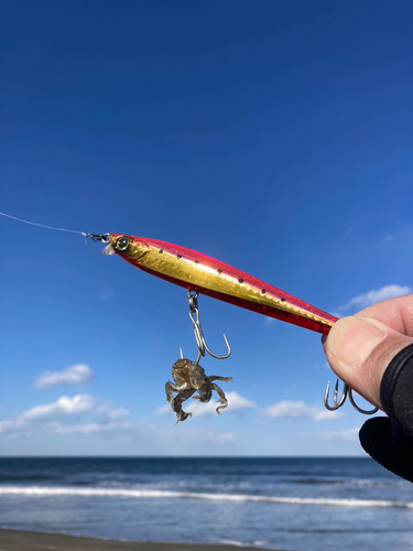 カニの釣果