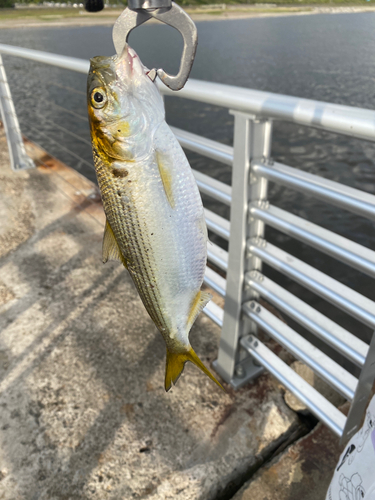 コノシロの釣果