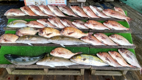 マダイの釣果