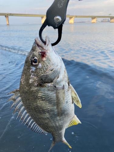 キビレの釣果