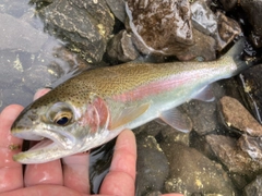 ニジマスの釣果