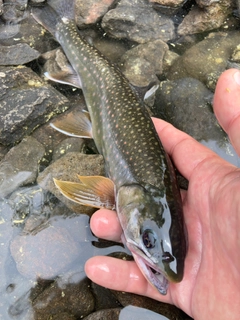 ミヤベイワナの釣果