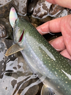 ミヤベイワナの釣果