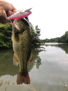 ラージマウスバスの釣果