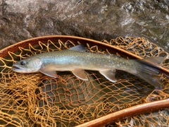 ミヤベイワナの釣果