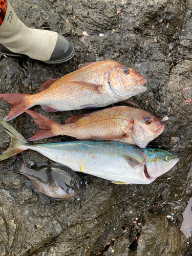 クチブトグレの釣果